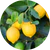 Extrait de Citron