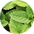 Extrait de Menthe Poivrée