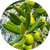 Extrait d'Olive